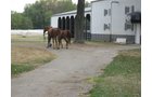 Property photo 36 - 80 Acres Offered in 4 Tracts - Horse Farm